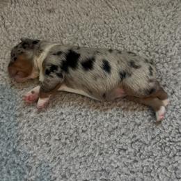 Blue - Blue merle male Miniature Australian Shepherd puppy in Norco, California from Joyfulpuppies