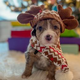 Groundskeeper Willie - Merle Bernedoodle puppy in Washougal, Washington from Sandy Creek Bernedoodles