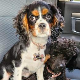 Cavalier King Charles Spaniels, Cavapoos, and Poodles from Far West Texas Oodles of Cavoodles & Cavi's