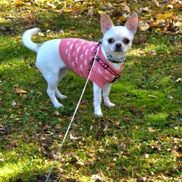 Mercedes - Cream and white female Chihuahua puppy in Alaska from Snowy Mountains Chihuahua