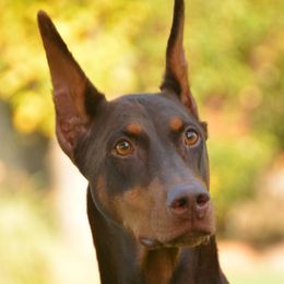 Lacie - Doberman Pinscher