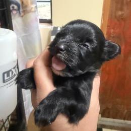 Celie - Black female Morkie puppy in Winston Salem, North Carolina from Patty’s Paws