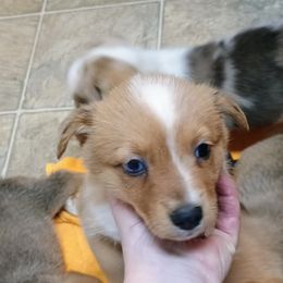 Rainbow - Sable merle and white American Corgi puppy in Ellensburg, Washington from Faery Mount Farm