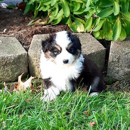 Miniature American Shepherd Puppies from Sherwood Miniature American Shepherds