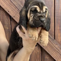 Bloodhound Puppies from Hat Creek Kennel