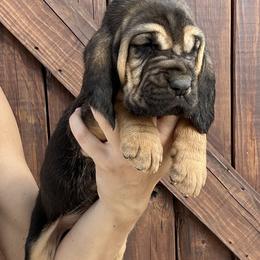 Bloodhound Puppies from Hat Creek Kennel