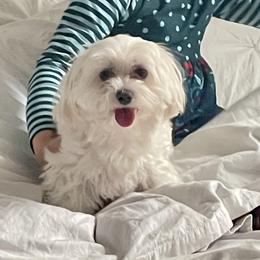 Budy - Maltipoo