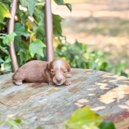 Tala - Red female Dachshund puppy in Salters, South Carolina from Long-Pine Dachshund