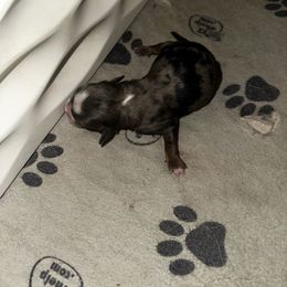 Juniper - Blue merle male Toy Australian Shepherd puppy in Asheboro, North Carolina from Stellar Aussies