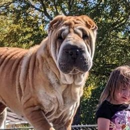 Princess - Chinese Shar-Pei