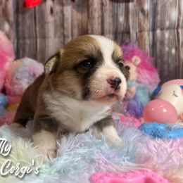 Australian Shepherd and Pembroke Welsh Corgi Puppies from Lewis Aussie’s & Corgi’s