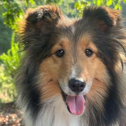 Gigi - Shetland Sheepdog