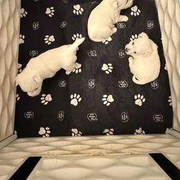 Girl 1 - White female West Highland White Terrier puppy in Red Rock, Texas from Alchemy Farms