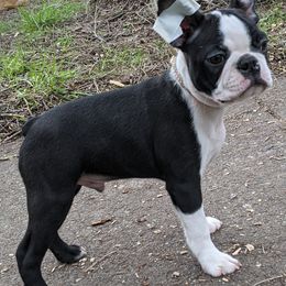 Boston Terrier Puppies from Ta-Koda Boston Terriers