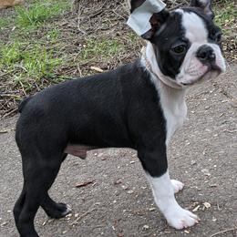 Boston Terrier Puppies from Ta-Koda Boston Terriers