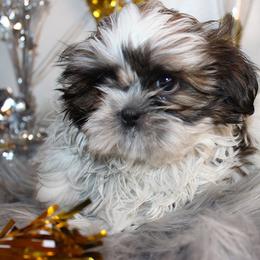 Girl 2 - Gold and white female Shih Tzu puppy in Craig, Colorado from Rocky Mountain Shih Tzus and Dry Creek Miniature Dachshunds