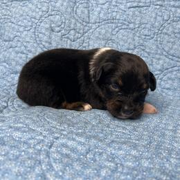 Pebble - Black tri-color female Australian Shepherd puppy in Olivehurst, California from Double M Aussies