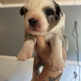 Boy 1 - Miniature Australian Shepherd puppy in Buchanan, Georgia from Stanleyville Farm Mini Aussies
