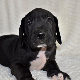 Jameson - Black and white male Great Dane puppy in Chapmansboro, Tennessee from Balthrop Bend Farms