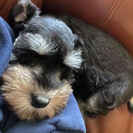 Miniature Schnauzer Puppies from Beyond Blessed Pawz