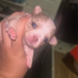 Rosie - Merle female Chihuahua puppy in New Castle, Delaware from Sasha’s Elite Kennel LLC