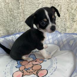 Snuggles - Black and white male Chihuahua puppy in Sugar Grove, Virginia from Kim's Chi babies from Place of Grace