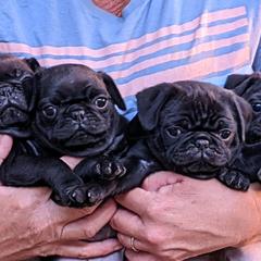 Pugs from Rachel Sauder