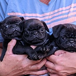 Pugs from Rachel Sauder