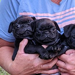 Pugs from Rachel Sauder