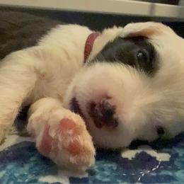 Burgundy - Gray and white female Old English Sheepdog puppy in Iowa from Midwest Puppy Paws