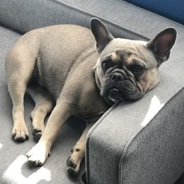 French Bulldogs from Triple F Frenchies