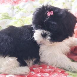 Tilly (blackest) - Black and white female Shih Tzu puppy in Hillsdale, Michigan from Prairie Fen Farm