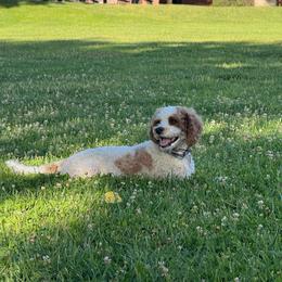 Nix - Cavapoo