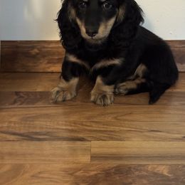 Male 1 - Black and cream male Dachshund puppy in Rio, Wisconsin from Three K Miniature Dachshunds