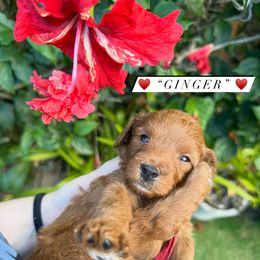 Cavapoo Puppies from Aloha Paradise Poodles LLC