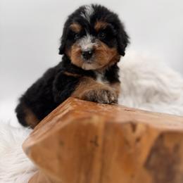 Lumi - Tri-color male Bernedoodle puppy in Ocala, Florida from Bernedoodles of Florida