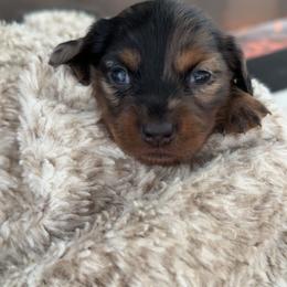 Mini - Dapple female Dachshund puppy in North Fort Myers, Florida from Trust Fund Devil Kennel