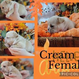 Bulldog and French Bulldog Puppies from Eclipse Bulldogs
