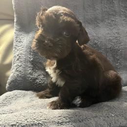 Emma - Liver female Miniature Schnauzer puppy in Norman, Oklahoma from Priscilla's Miniature Schnauzers