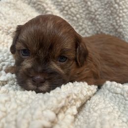 Coffee - Brown male Shihpoo puppy in Howard City, Michigan from Petite Joie Puppies