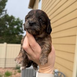 Pink - Brindle female Dachshund puppy in Colorado Springs, Colorado from Sarah’s Dachshies