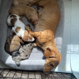 Dachshund puppies from Black Oak Dachshunds