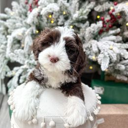 Oakley - Chocolate male Australian Labradoodle puppy in Palmdale, California from Doodles_Ko