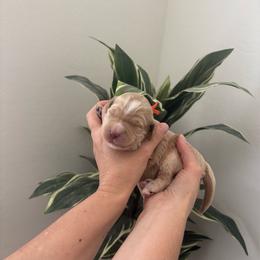 Orange collar - Apricot male Goldendoodle puppy in Surprise, Arizona from AZ Ohana Doodles