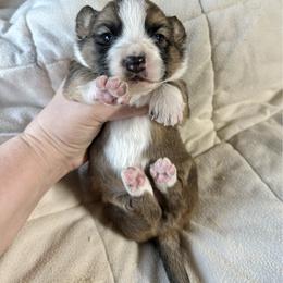 Sable boy - Sable and white male Cardigan Welsh Corgi puppy in Clinton, Tennessee from High Hopes Farm