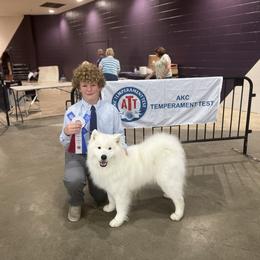Samoyed All Grown Up from Easter’s Dogwood Acres