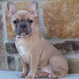 French Bulldogs from Top Shelf Frenchi’s