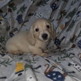 Gus - Cream male Dachshund puppy in Adolphus, Kentucky from Walker's Dachshunds