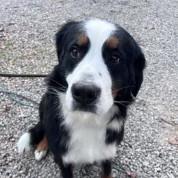 Bernedoodle puppies from Doods & Dolls