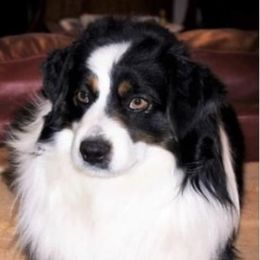 Korban - Miniature Australian Shepherd